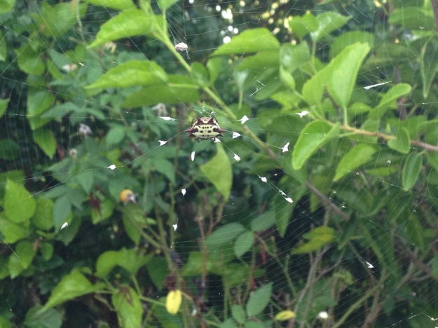 Spiny-backed orb weaving spider 