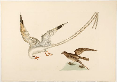 Catesby's engraving of a Longtail bird (image from eBay, source unknown)