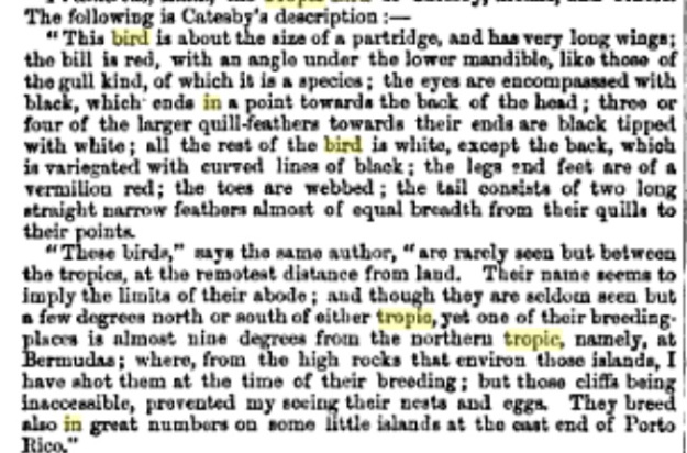Catesby's description of a long tail tropic bird