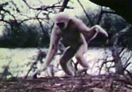 One of the Lar gibbons pictured on Hall's Island by Esser, 1971