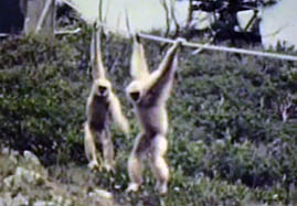 Gibbons on the island, 1973