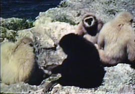 Gibbons at play, Carpenter 1973